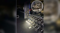 Raccoon breaks into Williamson County Sheriff's Office training center