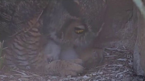 Athena the owl's offspring released into the wild