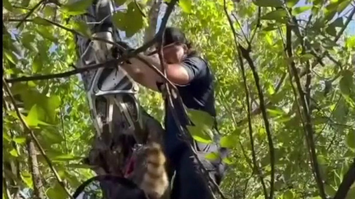 Raccoon with head stuck in tree gets rescued by Austin firefighters