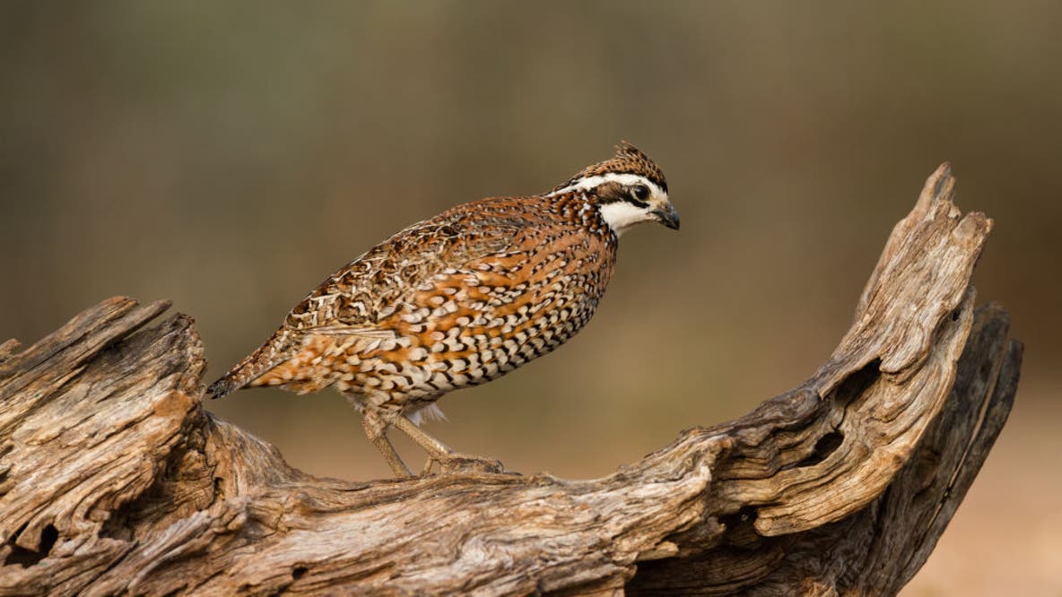 Texas quail season opens Nov. 1 after survey shows strong populations
