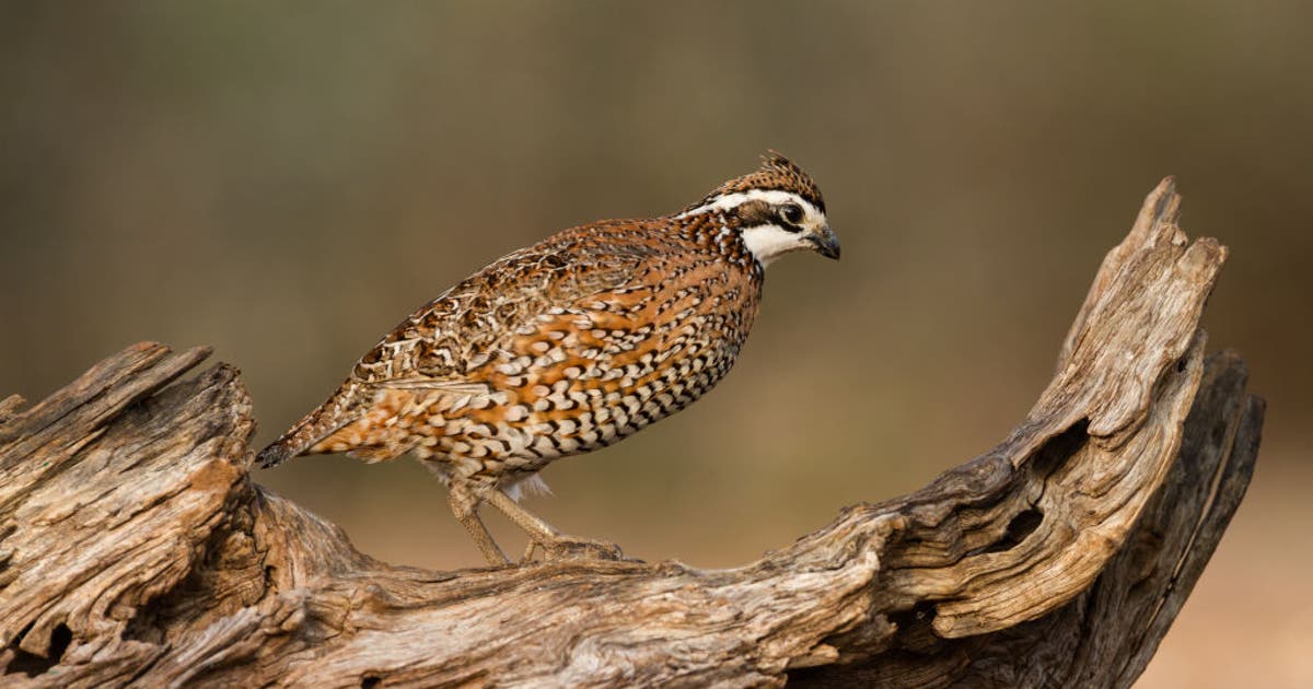 Texas quail season opens Nov. 1 after survey shows strong populations