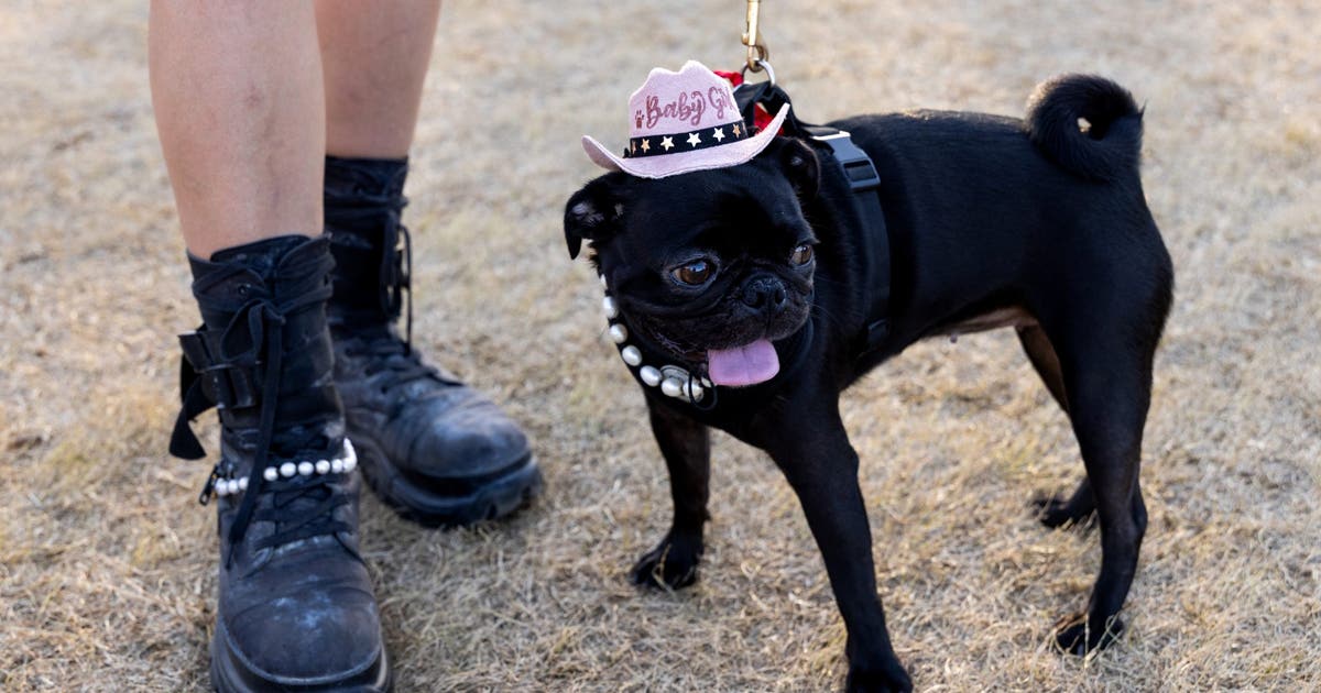 Austin’s top dog and cat names for 2026 have been revealed