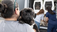 42 animals arrive at Austin Humane Society after being rescued from Bastrop County home