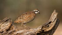 Texas quail season opens Nov. 1 after survey shows strong populations