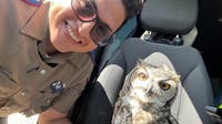 Texas DPS trooper rescues injured owl off I-10