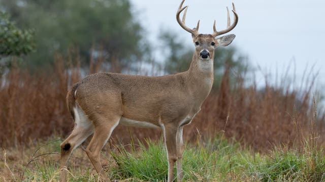 Texas deer season 2026-27: Herd reaches 5.64 million