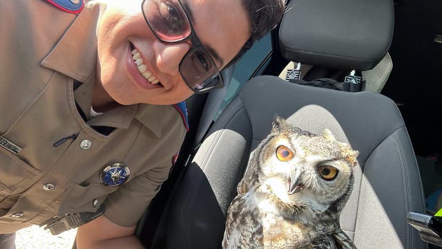 Texas DPS trooper rescues injured owl off I-10