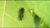 Emerald ash borer found in 4 new Minnesota counties, quarantine expanding