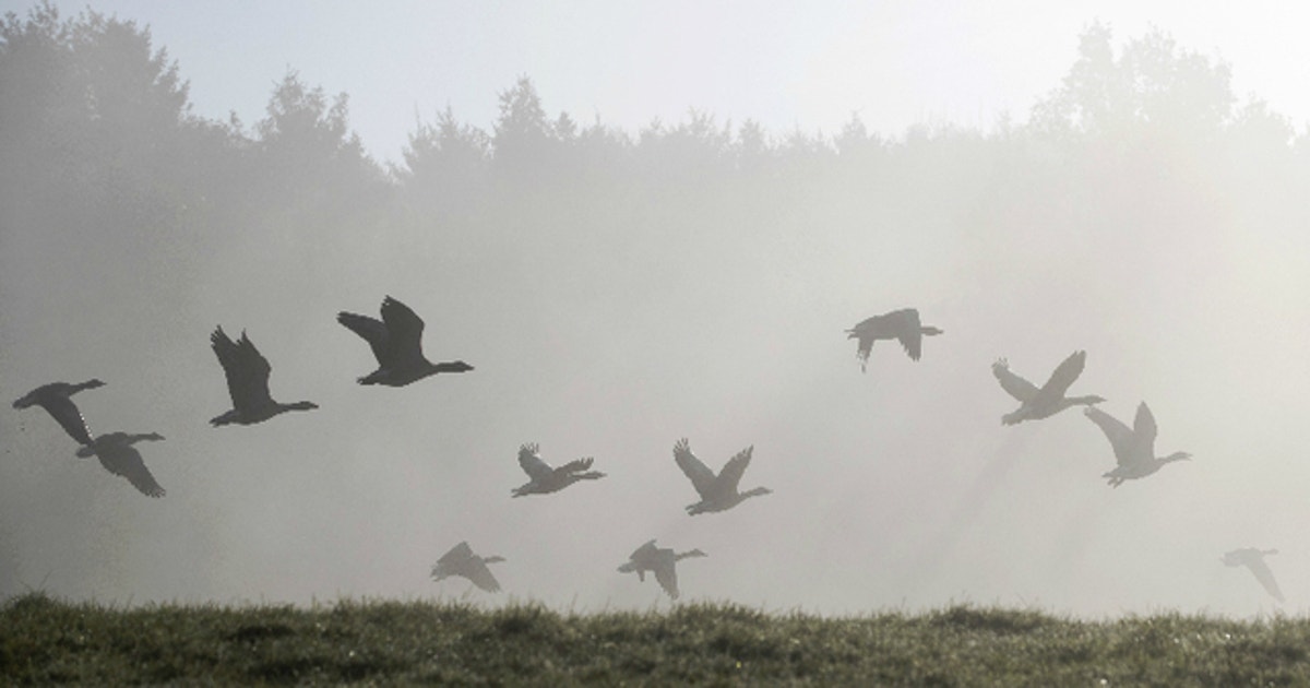 Geese Falling Dead goose falls from sky, knocks hunter unconscious | FOX 9 ...
