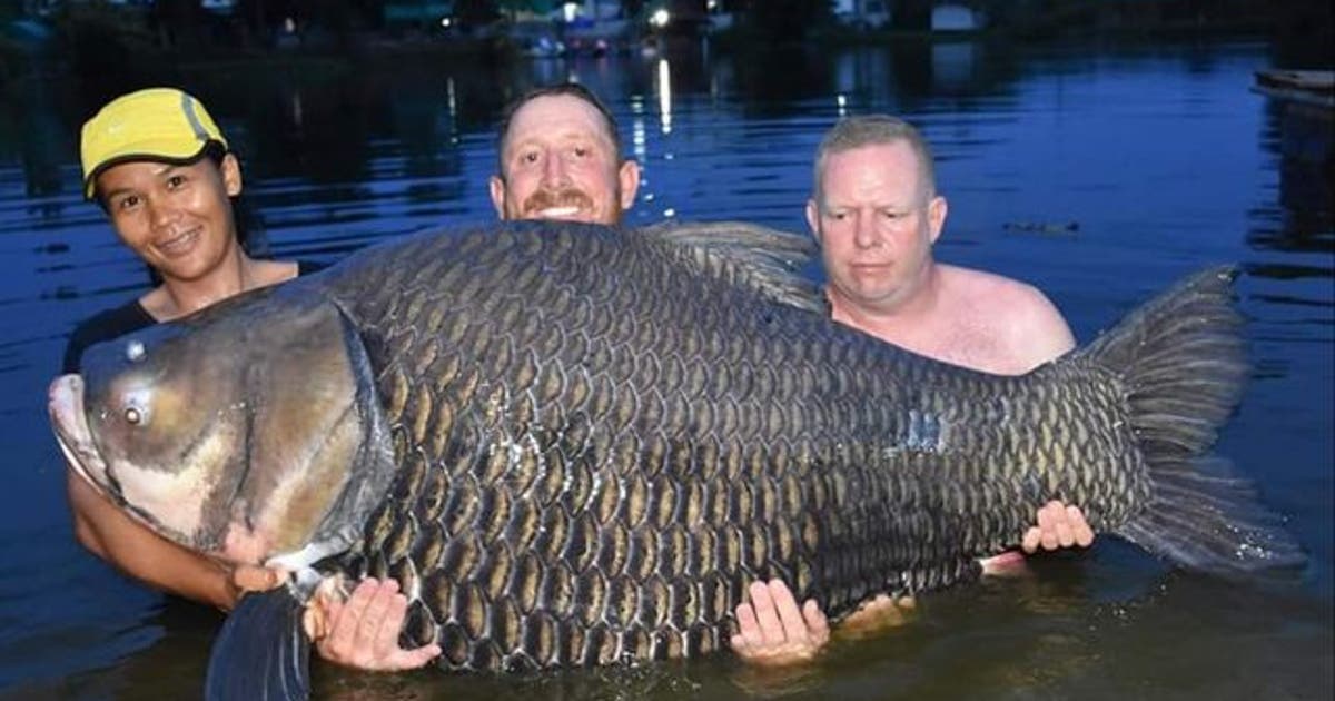British man says he caught record-breaking 232-pound carp fish in ...