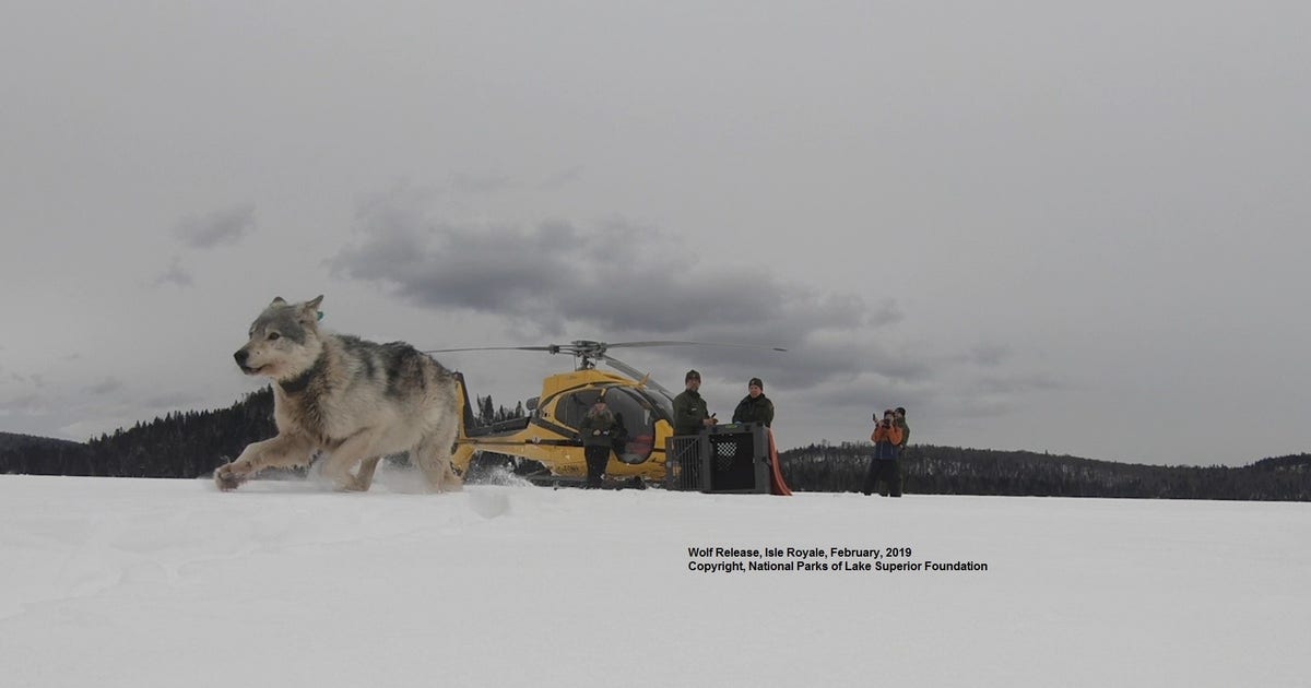 Parachuting Wolves 4 Canadian wolves relocated to Isle Royale on Lake Superior | FOX 9 ...