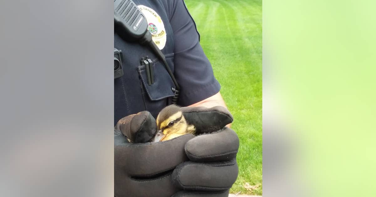 Hastings police officers rescue ducklings trapped in storm drain | FOX ...