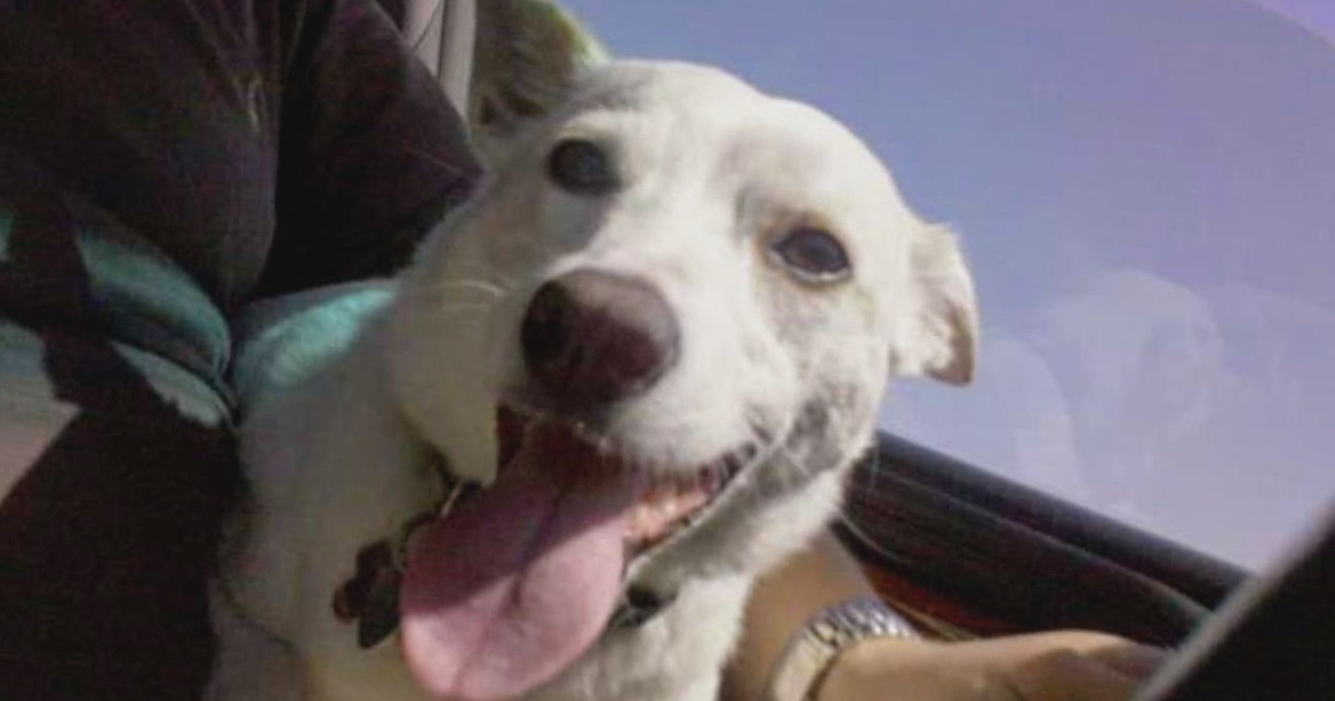 Dog shot, killed with pellet gun in Maple Grove under investigation ...