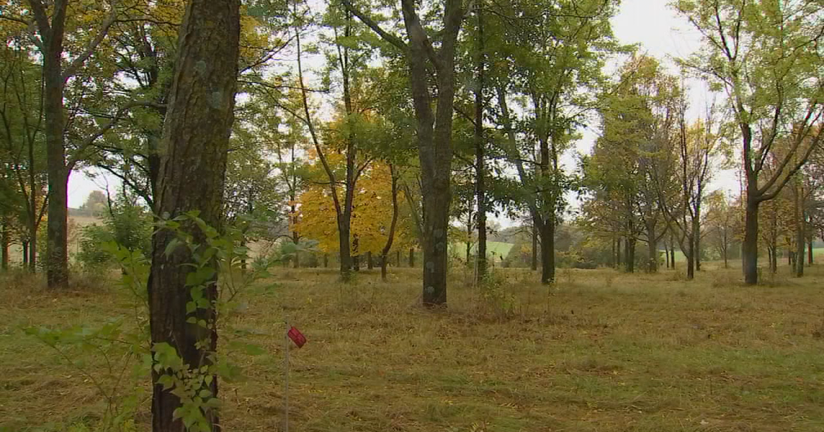 Gloomy weather dampens Minnesota's usually vibrant fall colors | FOX 9 ...