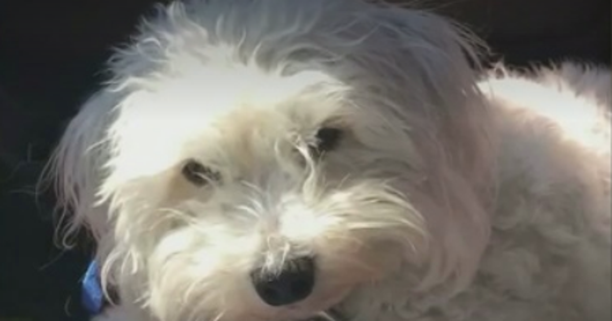 Dog killed after someone tied his legs, threw him on to I-80 | FOX 9 ...