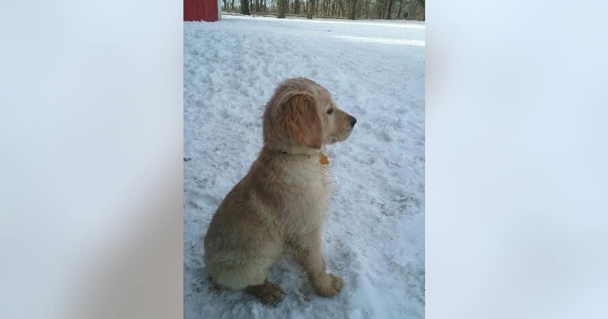 Puppy found safe after dogs disappear in Faribault, Minn. | FOX 9 ...