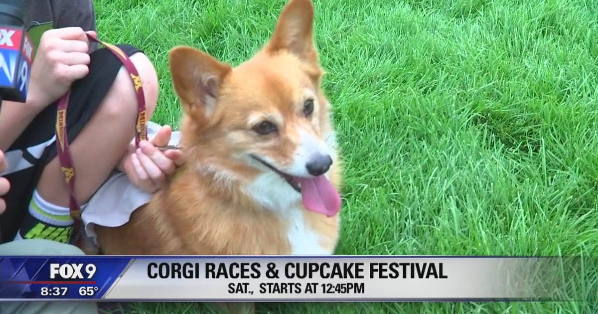 Corgi dog races and cupcake festival at Canterbury Park | FOX 9 ...