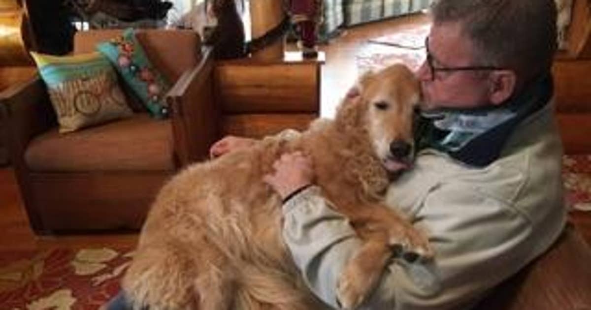 UPDATE: Family dog found safe 2 weeks after being ejected from car ...