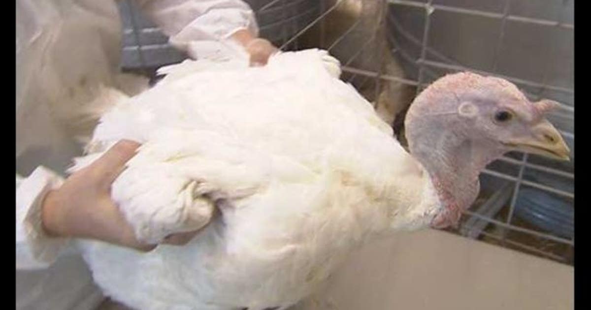 USDA: 22 total confirmed bird flu cases in Minnesota | FOX 9 ...