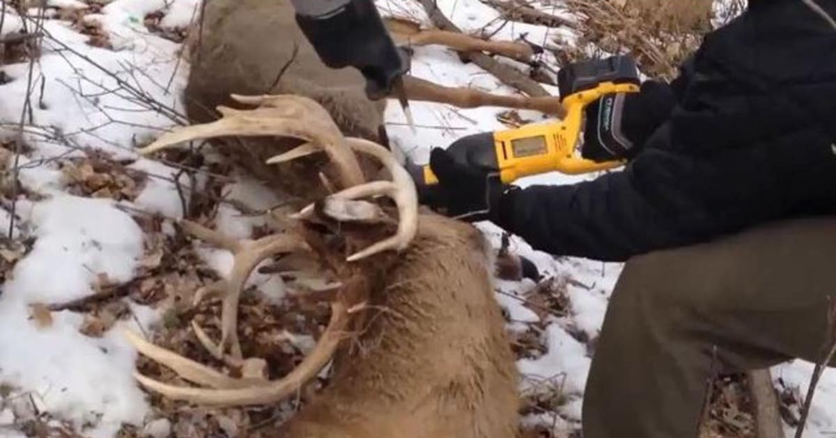 2 deer get stuck together by antlers, 1 is saved with taser | FOX 9 ...