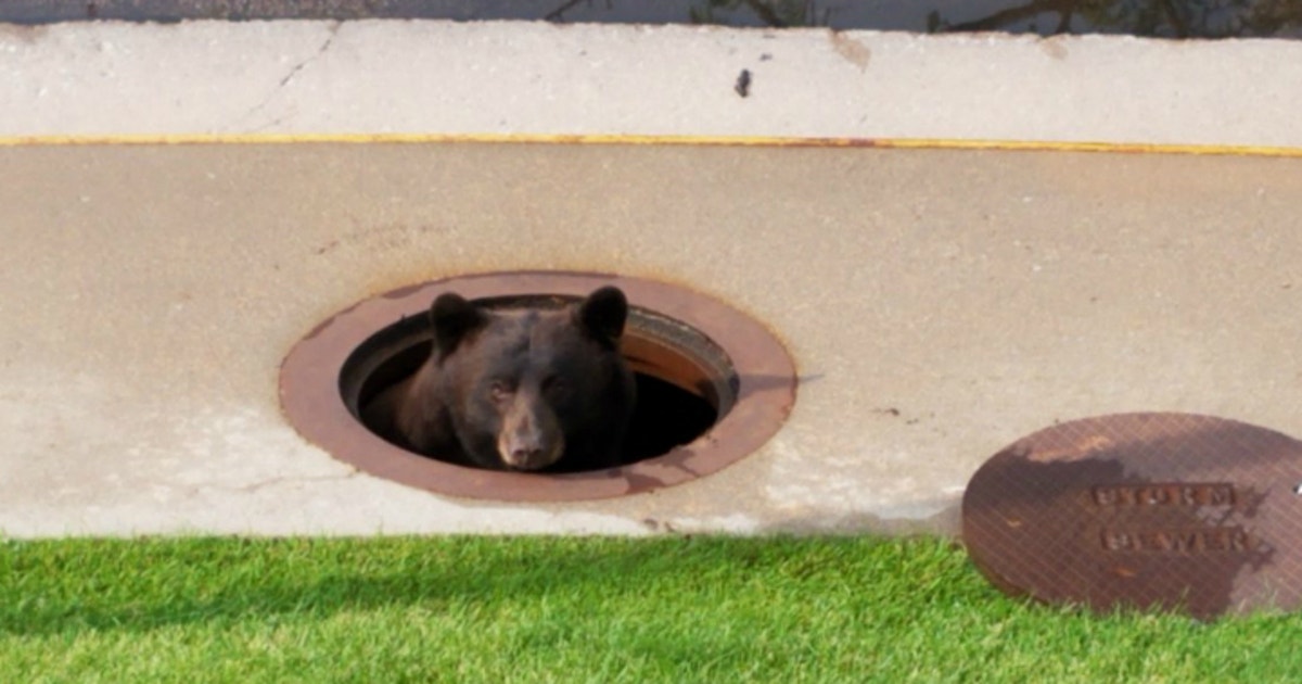 Bear pops out of manhole after Colorado storm drain rescue | FOX 9 ...
