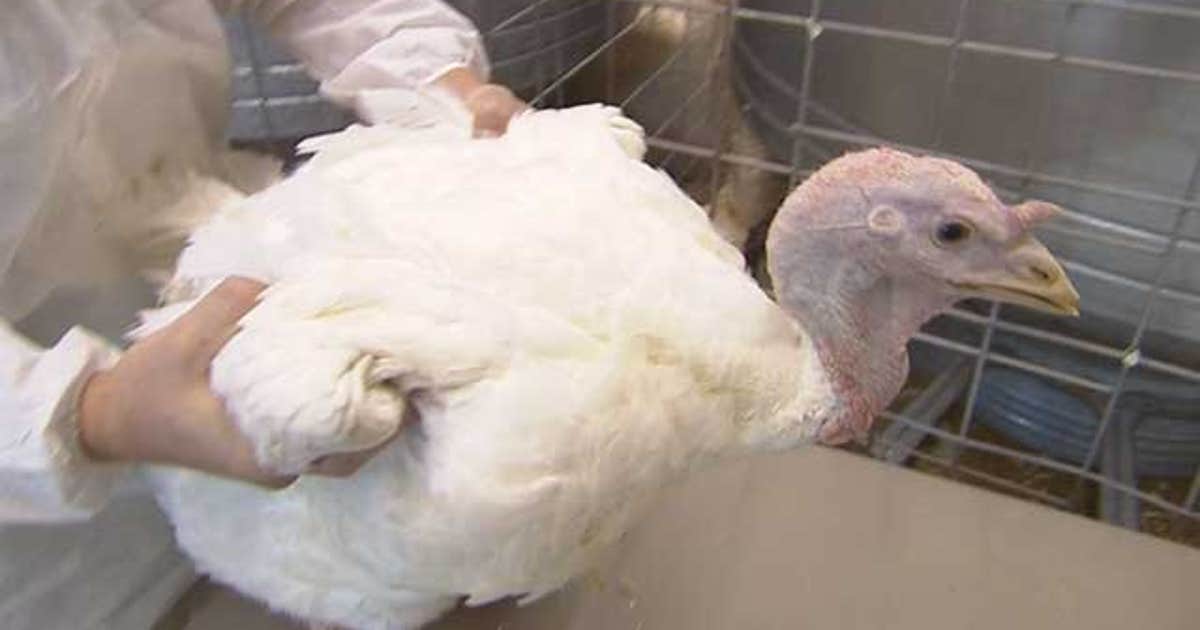 BIRD FLU: State of emergency declared in Minnesota | FOX 9 Minneapolis ...
