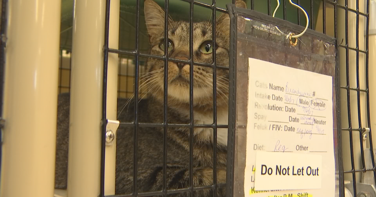 Twin Cities cat rescue celebrates 20 years of helping pets in Minnesota ...