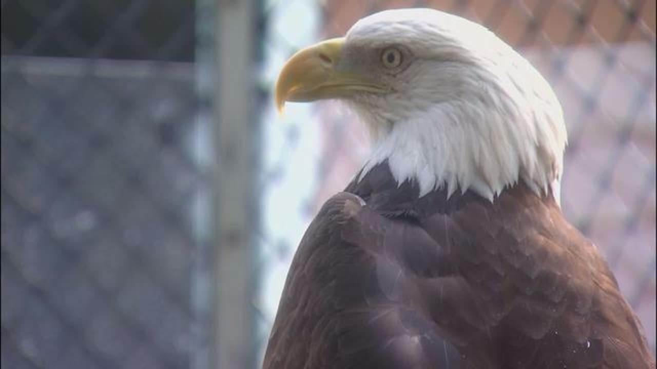 Minnesota DNR's EagleCam Is Back Online | FOX 9 Minneapolis-St. Paul