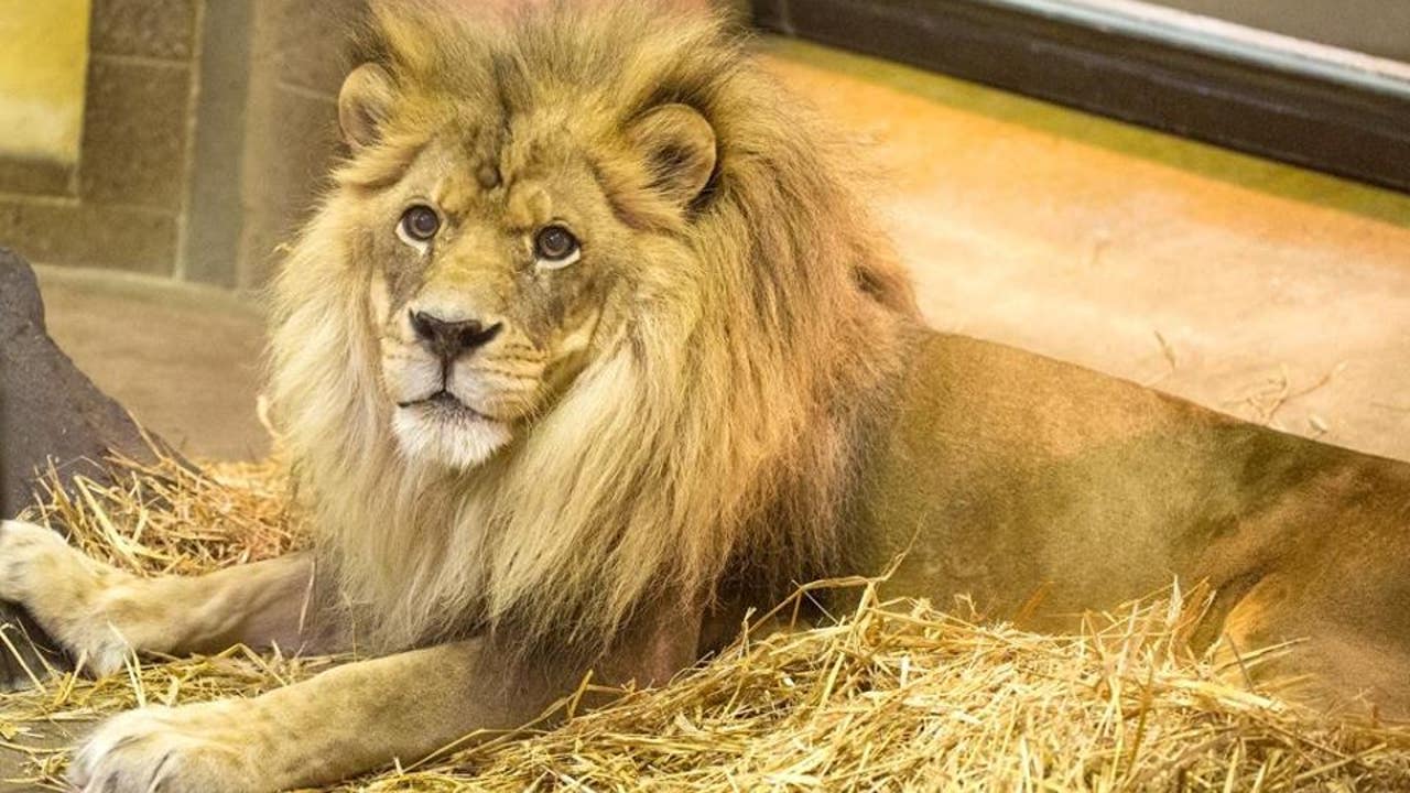 17-year-old Mufasa The Lion Passes Away At Como Zoo