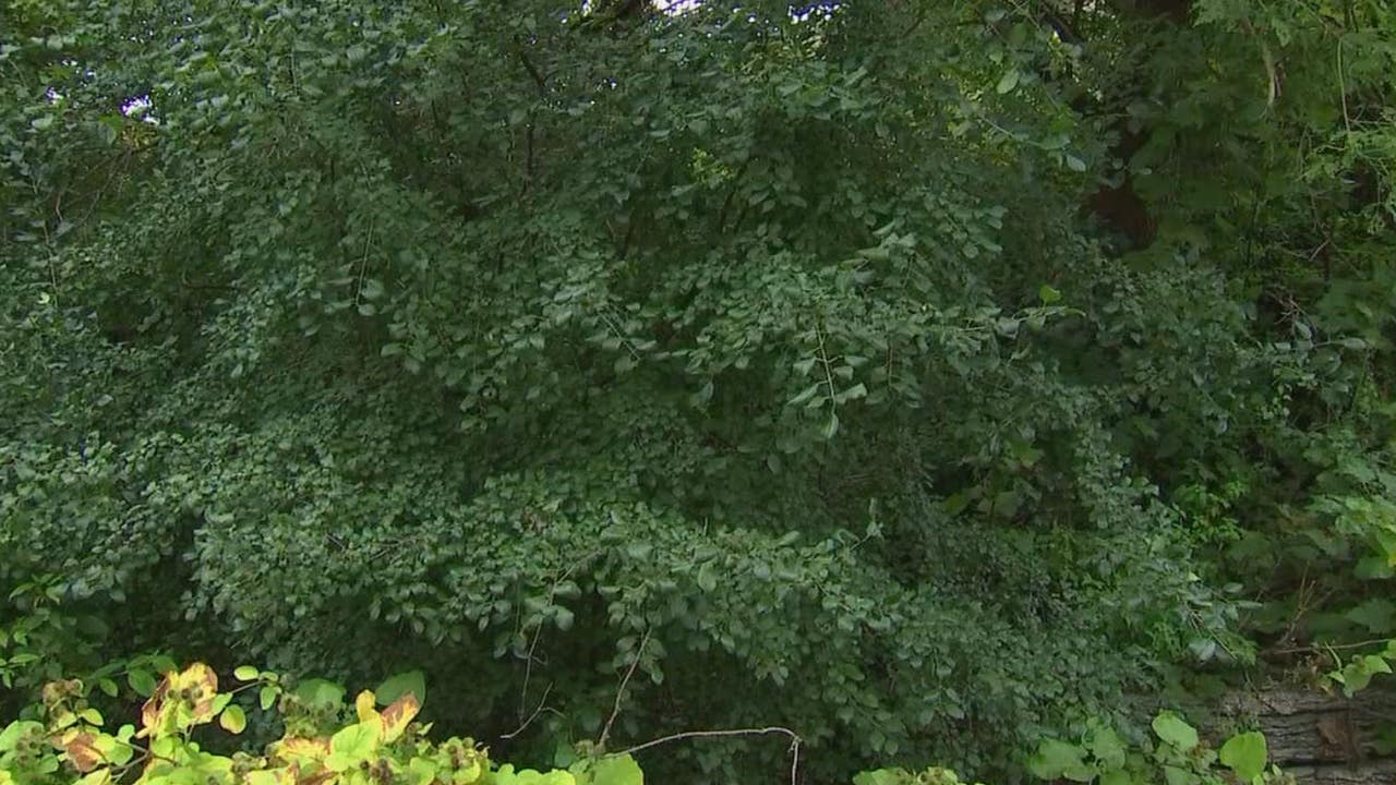 DNR: Buckthorn Continuing To Spread Across Minnesota | FOX 9 ...