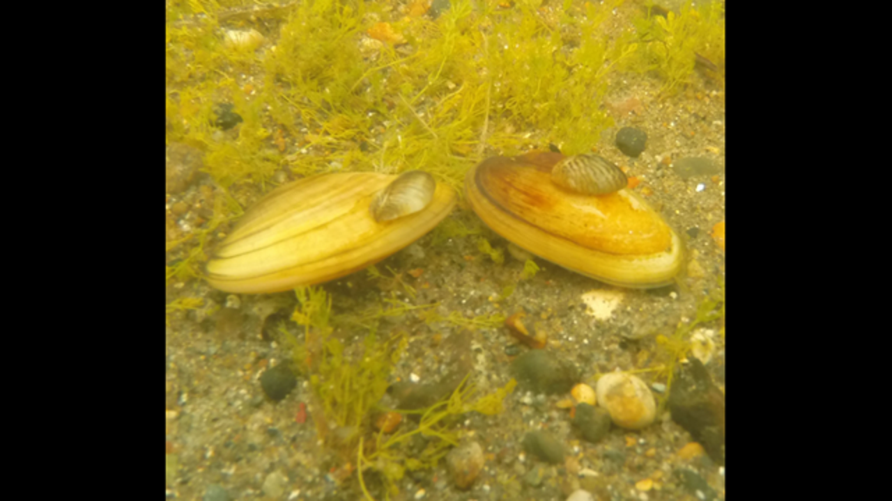 zebra mussels in lake michigan