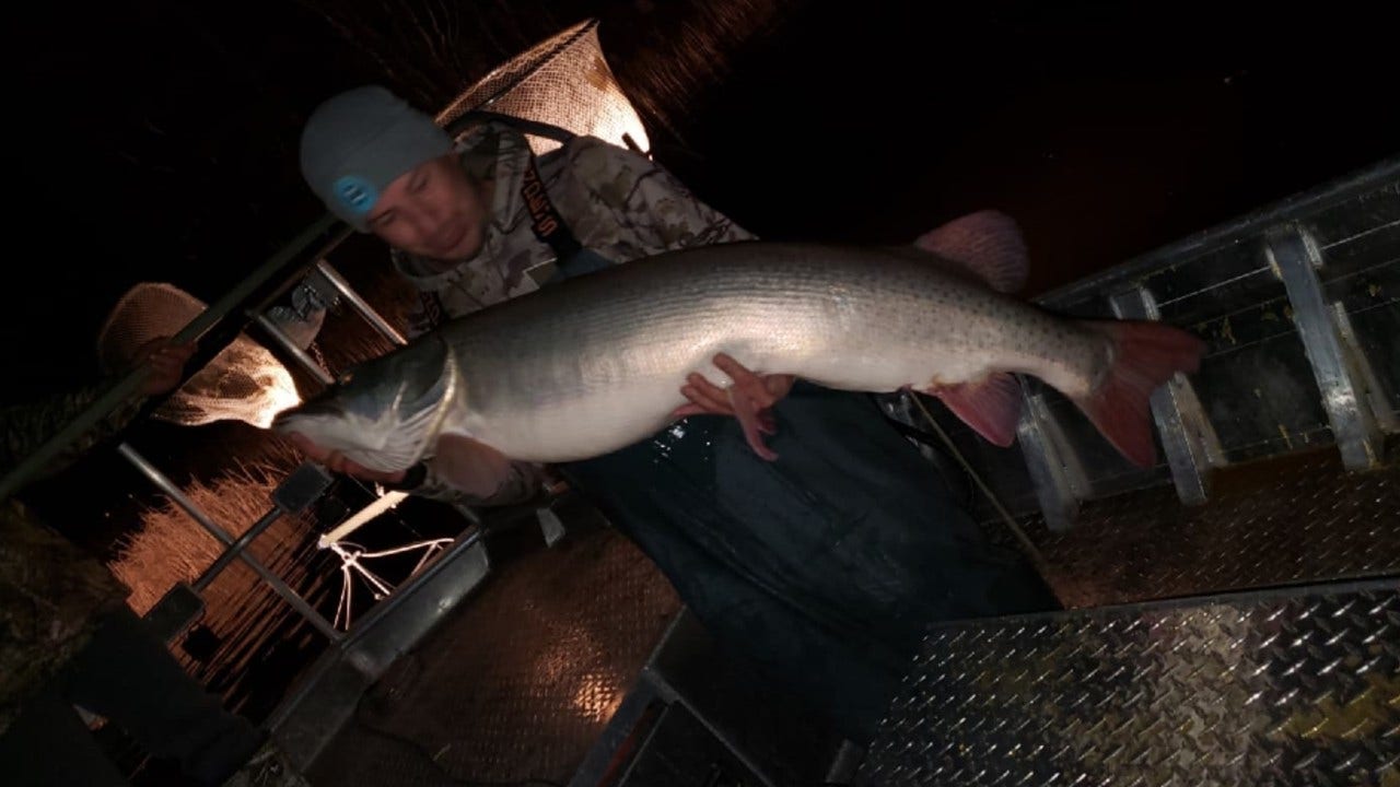 Scientists catch possible world record muskie on Lake Mille Lacs