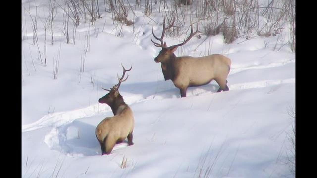 DNR 10 percent of Minnesota's Grygla elk herd poached FOX 9