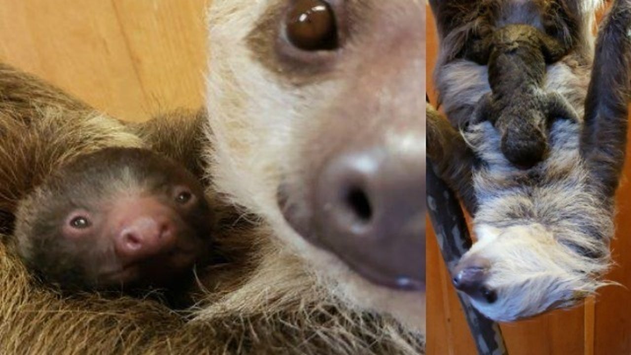 Zoo Atlanta welcomes baby sloth | FOX 9 Minneapolis-St. Paul