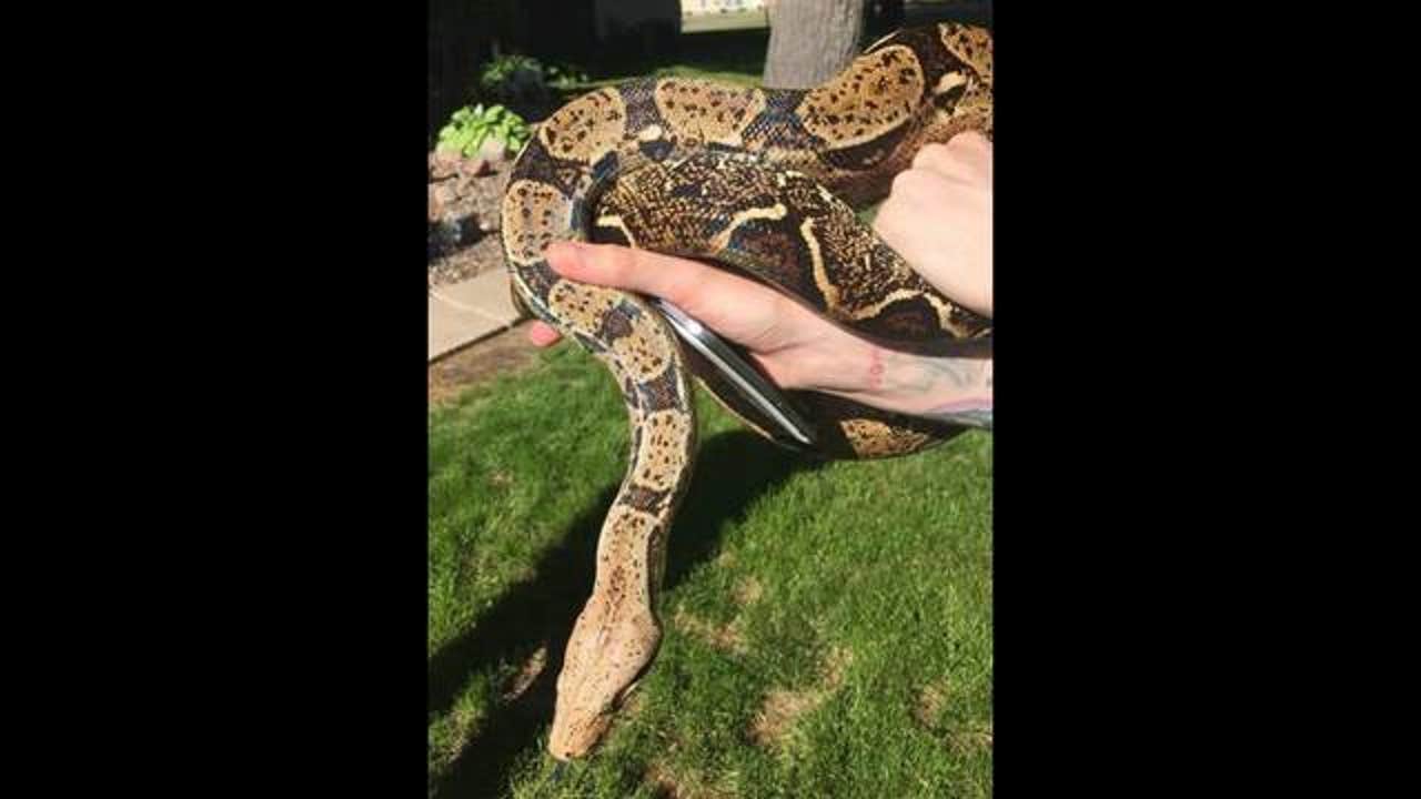 giant boa constrictor attack