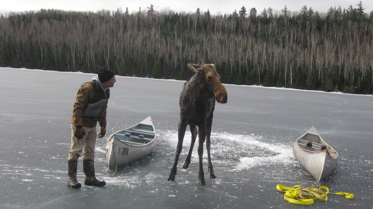 Moose Rescued After Falling Through Ice In Northern Minnesota | FOX 9 ...