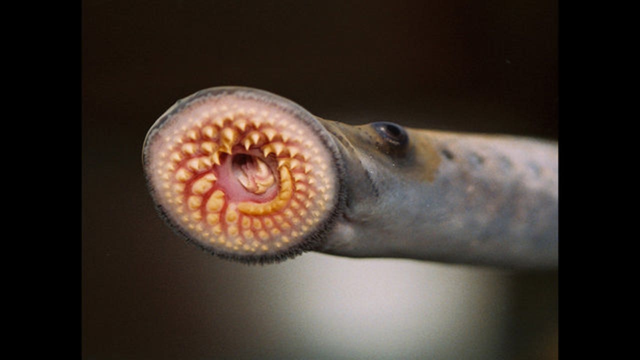 Sea lamprey numbers rise in some Great Lakes, including Superior