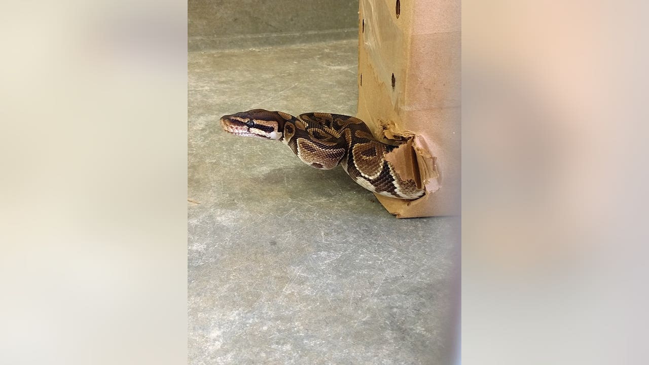 Escaped ball python returned to owner in Anoka, Minn.