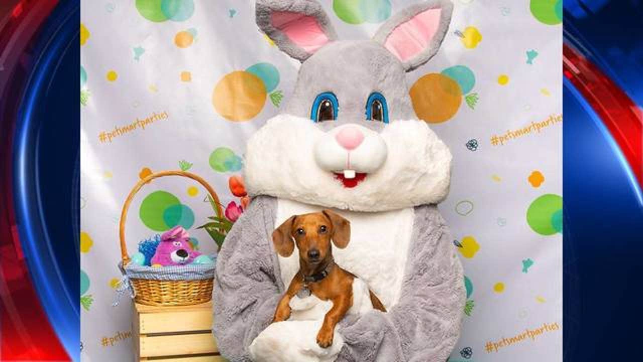 PetSmart offers free photos with the Easter Bunny