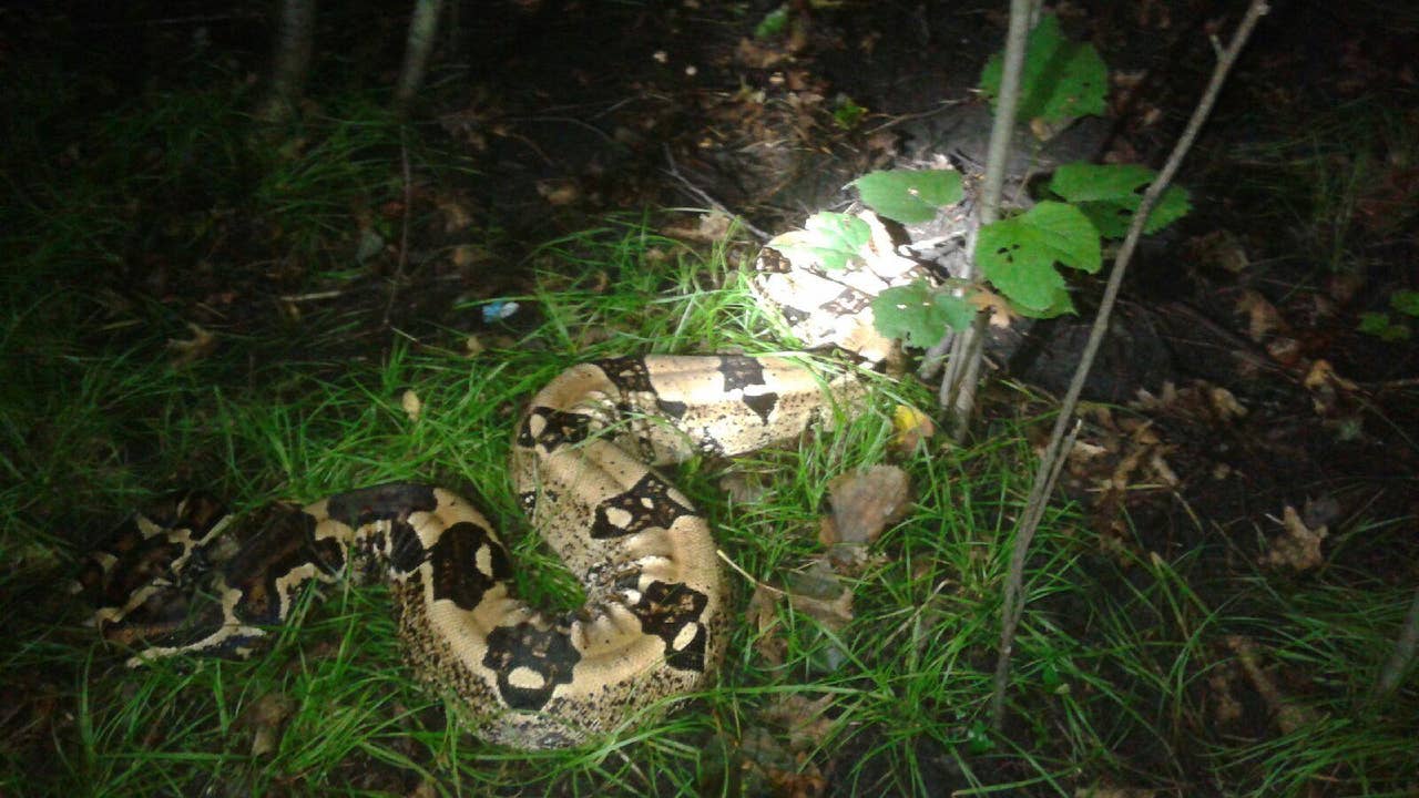 8-foot python caught in park near Glencoe, Minn. | FOX 9 Minneapolis-St ...