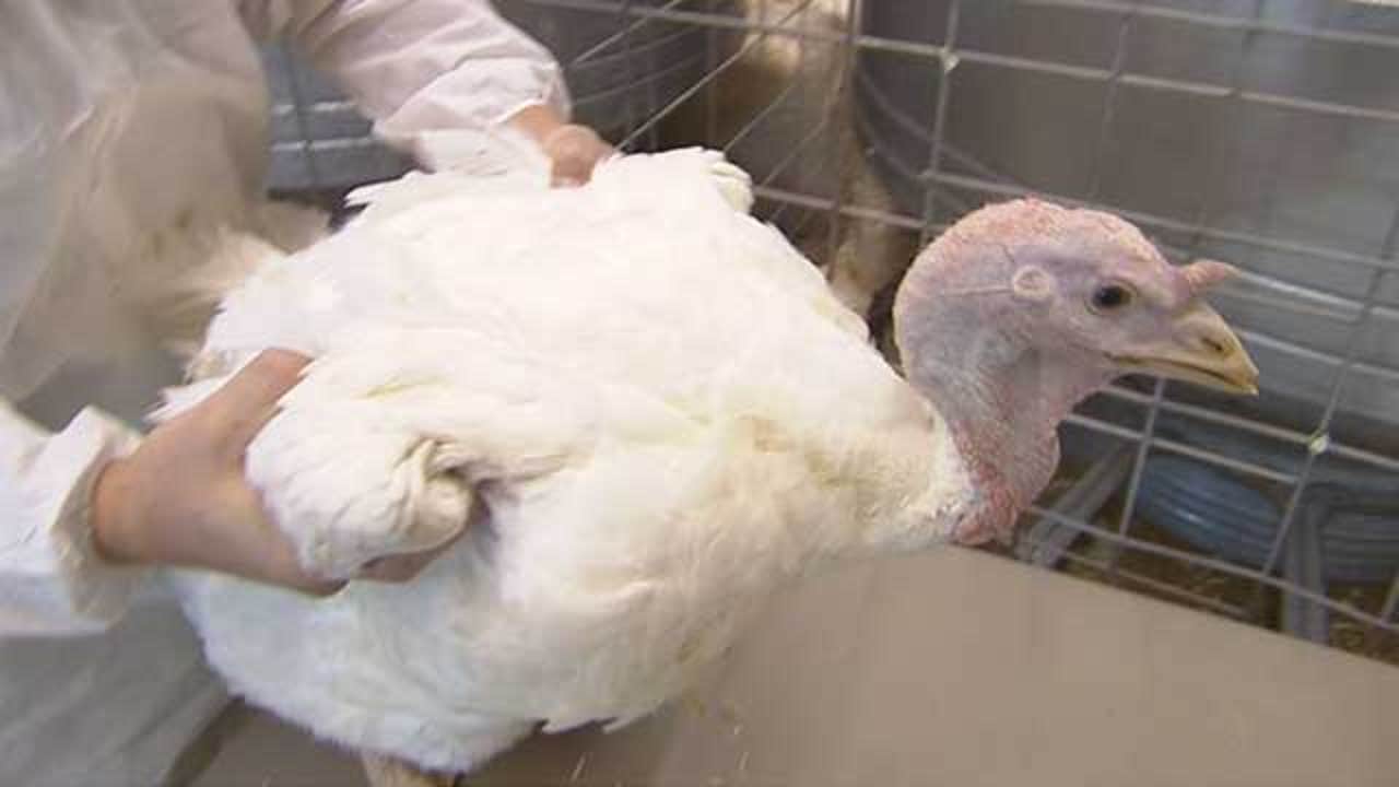 BIRD FLU: State Of Emergency Declared In Minnesota