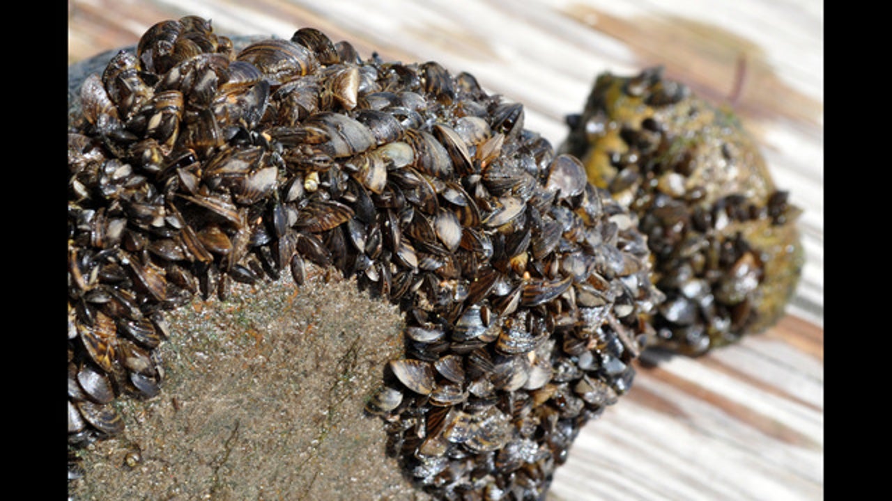 Invasive zebra mussels land in Wyo via aquarium moss - WyoFile