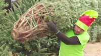 Dispose Christmas trees properly to avoid invasive species spreading: Ag. Dept.