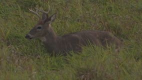 Wisconsin deer gun hunters once again face ammo shortage