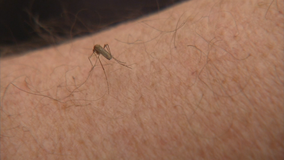 Officials see increase in mosquitoes throughout metro, expect more after rainfall