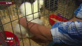 4-H Day at the MN State Fair