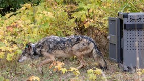 Wolves relocated to Isle Royale NP have 'adapted well' to island, researchers say