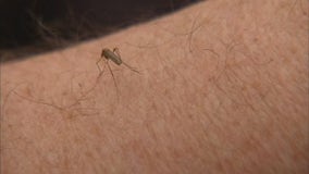 West Nile in Minnesota: Horse owners encouraged to vaccinate their animals