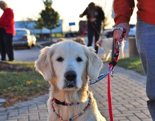 15 Golden Retrievers Rescued From Turkey Ready For Adoption In Minnesota