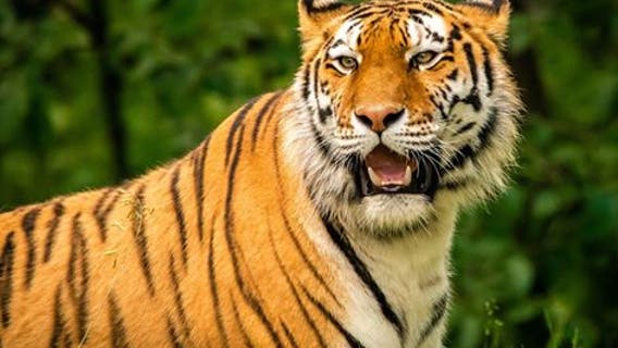 Minnesota Zoo to receive $6 million bailout after closing due to COVID-19